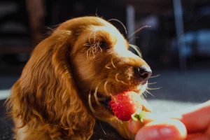 cachorro da raça cocker de cor caramelo está deitado de olhos fechados enquanto come um morango da mão de uma pessoa