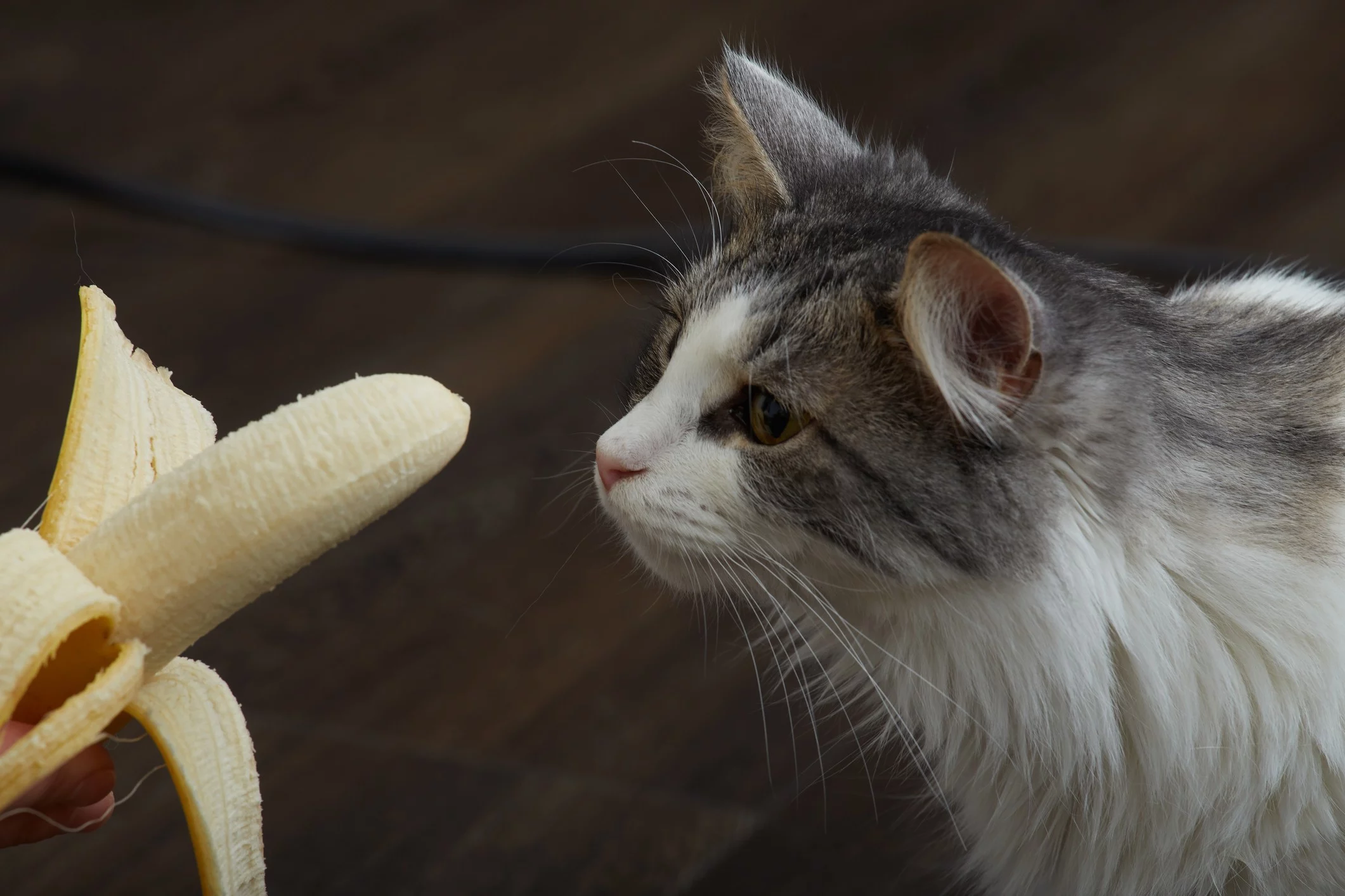 Можно ли кошкам банан. Кот банан. Кот ест банан. Кошка и овощи. Кот кушает банан.