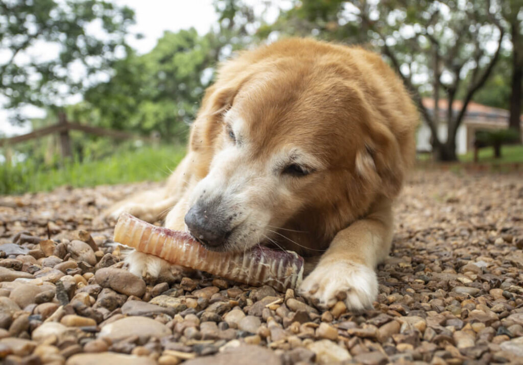 Frutas e petiscos naturais para pets: cuidados e quantidade