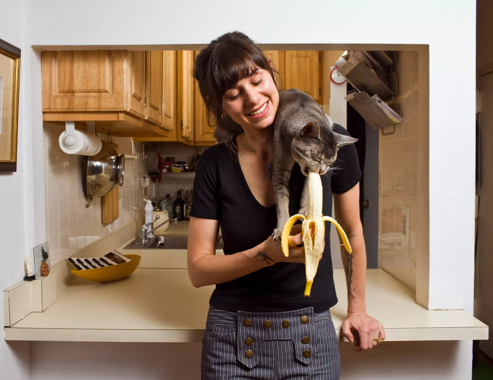 o que gato pode comer